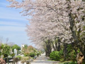 市川市営霊園の桜