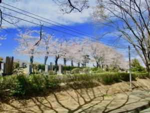 市川市営霊園の高台の桜