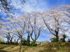 市川市営霊園の高台の桜