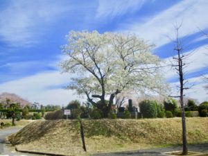 市川市営霊園の白い桜