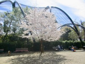 市川市動植物園のサル山前の1本の桜