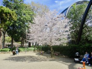 市川市動植物園のサル山前の桜