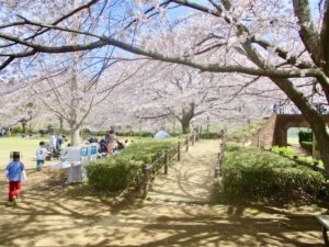 ミニ鉄道エリアの桜