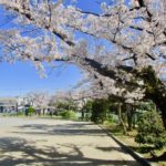 《子の神中央公園の桜》園内の桜と住宅街の桜並木を同時に楽しめる場所!
