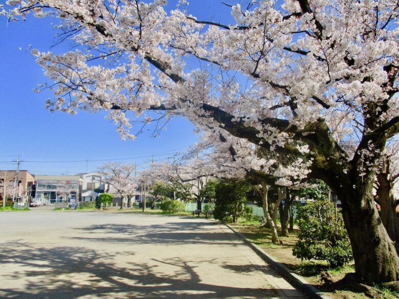 《子の神中央公園の桜》園内の桜と住宅街の桜並木を同時に楽しめる場所！