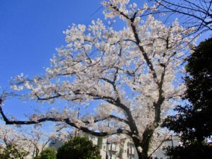 子の神中央公園の桜のアップ