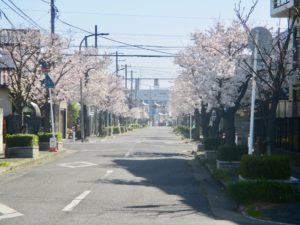 子の神中央公園から南西に続く道路の桜並木