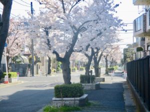子の神中央公園から南西に伸びる道路の桜並木