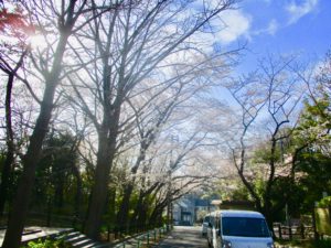 須和田公園へと続く道の桜