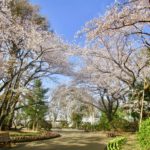《須和田公園の桜》住宅地の丘の上にある隠れ家的なお花見スポット!