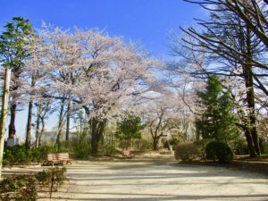 須和田公園内の桜