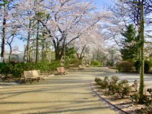 須和田公園の桜とベンチ