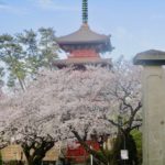 《中山法華経寺の桜》重要文化財と桜の風景!桜の参道を見るならココ!
