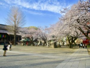中山法華経寺の境内の桜