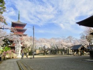 中山法華経寺の境内の桜