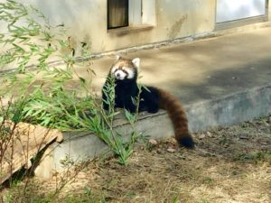 市川市動植物園のレッサーパンダ