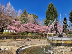 里見公園の噴水と河津桜