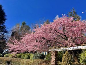 里見公園のバラ園脇の河津桜