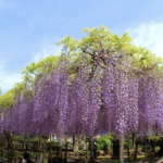 高圓寺の藤まつりが2019年も開催!今年は例年と日程が違うので注意!