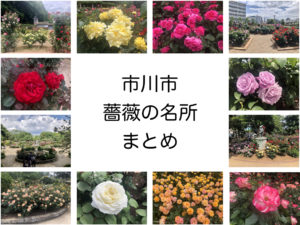 《市川市のバラ園まとめ》地元民に愛される薔薇が美しいスポット7選！