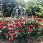 《大洲防災公園のバラ》ローゼンハイム広場の薔薇のアーチがハート？