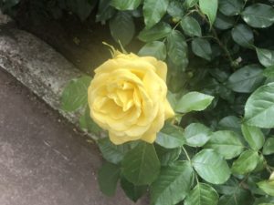 里見公園のエミールノルデという品種のバラ