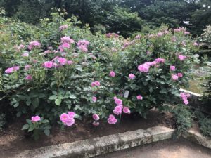 里見公園のコティヨンという品種のバラ