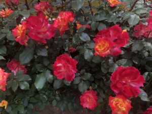 里見公園のチャールストンという品種のバラ