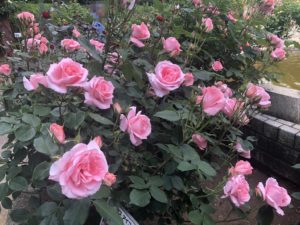 里見公園のプリンセスアイコという品種の薔薇