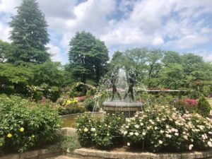 里見公園の噴水と薔薇