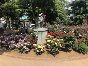 須和田公園の銅像周りのバラ
