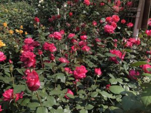 須和田公園の聖火という品種のバラ