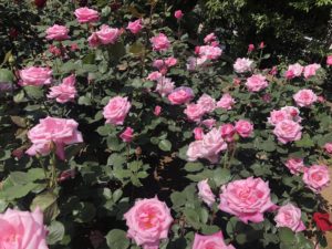 須和田公園の桃香という品種のバラ
