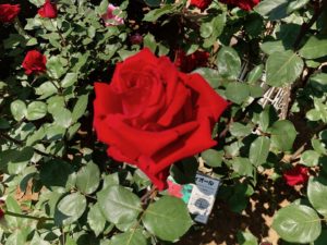須和田公園のクリスチャンディオールという薔薇