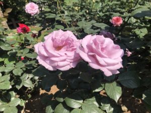 須和田公園のブルーライトというバラ