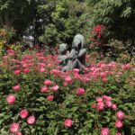 《行徳駅前公園のバラ》香りのバラ園をコンセプトに開設されたバラ園！
