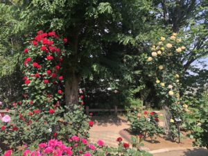 須和田公園のバラのポール