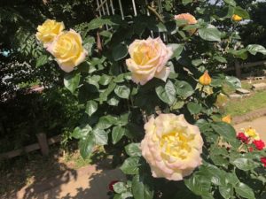 須和田公園のツルピースという品種のバラ