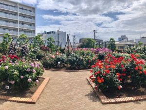 《広尾防災公園のバラ》プリンセスの名前が付いたバラが多い公園!