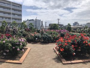 広尾防災公園のバラ