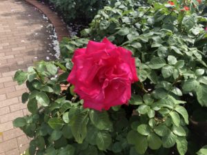 広尾防災公園のマリアカラスという品種のバラ