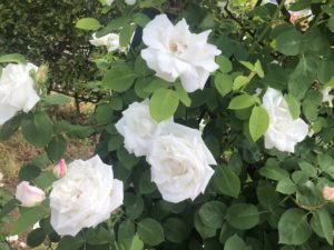 広尾防災公園のツルフラウカールドルシュッキという品種のバラ