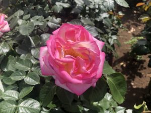 広尾防災公園のプリンセスドゥモナコという品種のバラ