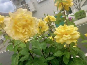 南行徳公園のローズヨコハマという品種のバラ