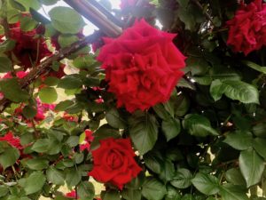 南行徳公園のアンクルウォルターという品種のバラ