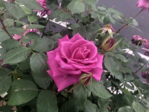 南行徳公園の紫雲という品種のバラ
