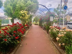 南行徳公園のバラのトンネルと花壇