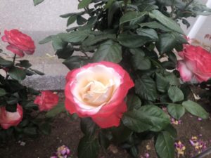 南行徳公園のノスタルジーという品種のバラ