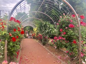 《南行徳公園のバラ》バラの園路で散歩やジョギングを楽しもう！