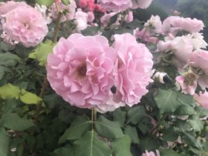 南行徳公園のピンクフレンチレースという品種のバラ